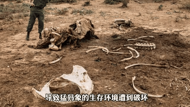 莽林猛犸长什么样？带你近距离观察这种巨兽！