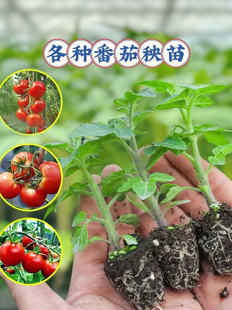 想种好圣女果？苗床圣女最新版本助你一臂之力